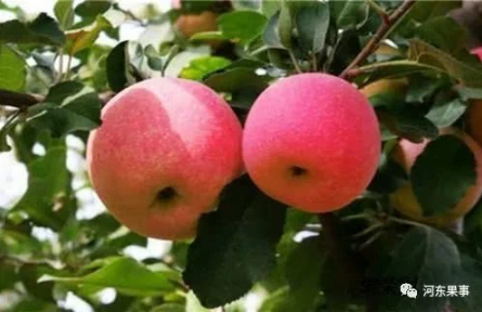 “瑞香紅”品種內(nèi)在品質(zhì)在現(xiàn)有品種中具有極強(qiáng)的比較優(yōu)勢(shì)。