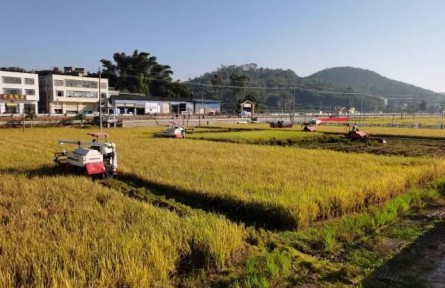 農業(yè)農村部：將機收減損作為“雙搶”重中之重