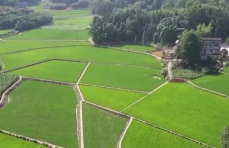 農(nóng)業(yè)農(nóng)村部：全國(guó)秋糧面積預(yù)計(jì)穩(wěn)中有增 三舉措促豐收