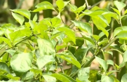 水培蔬菜新技術