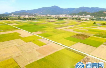 福建漳浦官潯專業(yè)合作社1500余畝水稻迎來(lái)收割季