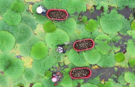 安徽明光：芡實熟 采摘忙