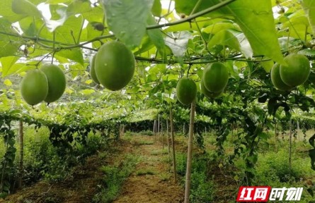 湖南新田：羅漢果飄香，鄉(xiāng)村振興產(chǎn)業(yè)旺
