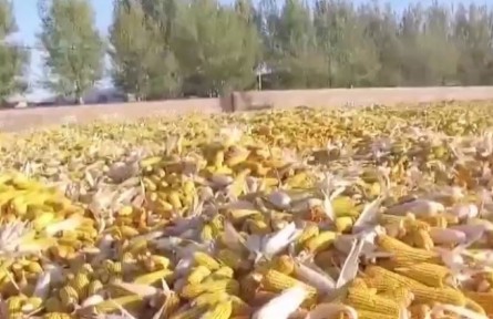 吉林四平：守護(hù)黑土地 保障國(guó)家糧食安全