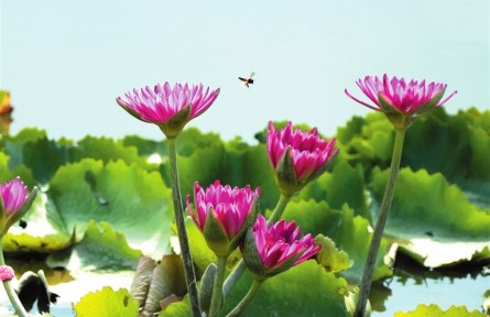 海南三亞抱古村大力拓寬睡蓮產(chǎn)業(yè)鏈 助力村民增收致富