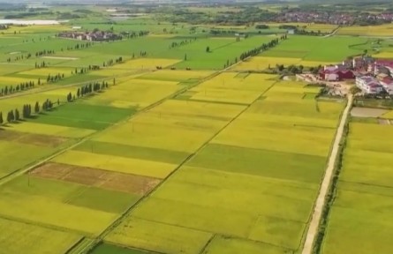 農(nóng)業(yè)農(nóng)村部：早稻豐收已成定局 增產(chǎn)趨勢(shì)明顯