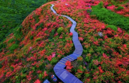 湖南省全面推行林長(zhǎng)制 建立省市縣鄉(xiāng)村五級(jí)林長(zhǎng)體系