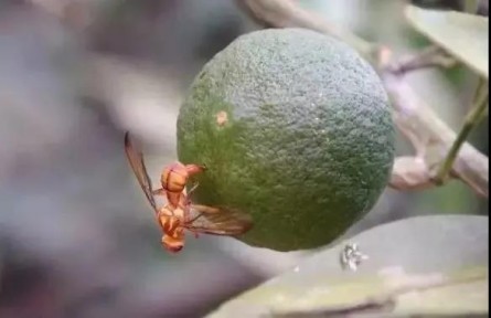 科普 | 蚊子會(huì)被核技術(shù)消滅嗎？