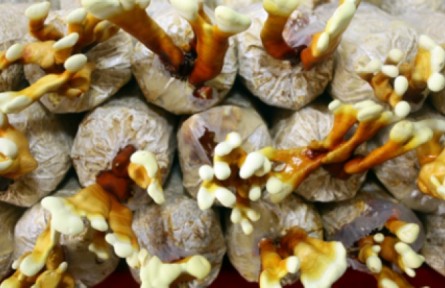 什么是菌草？