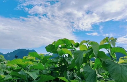 廣西河池北牙瑤族鄉(xiāng)：果滿枝 花滿坡