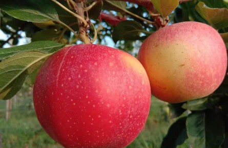 江蘇宿遷洋河新區(qū)：50萬斤嘎啦果喜獲豐收