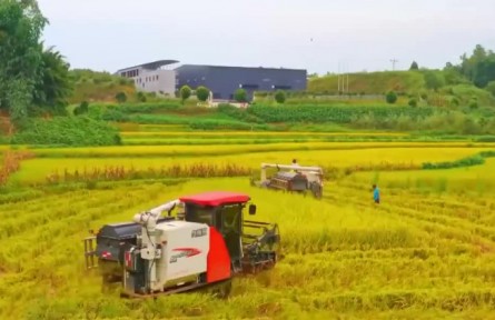 金秋時節(jié)到 各地忙豐收?