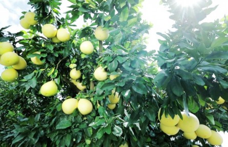 ?廣東梅州大埔蜜柚：“致富樹”結出“黃金果”