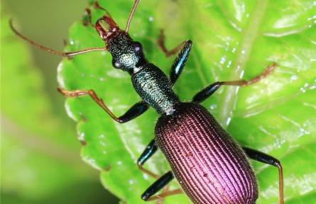 物種故事 | 尼敵步甲蟲：兇悍的活體迷你“絞肉機”