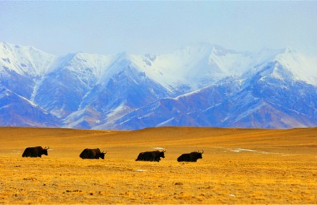 新疆阿爾金山國家級自然保護(hù)區(qū)：野生動物與自然共舞