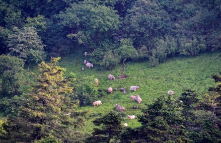 秦嶺羚牛：深居大山的跳高健將