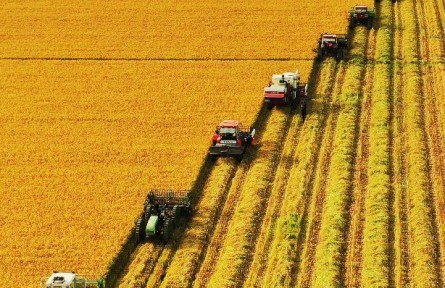 黑龍江北大荒洪河農場：稻田里盡顯金秋“豐”景