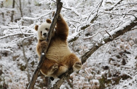 秦嶺大熊貓：呆萌萌可愛