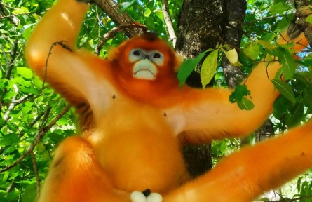 青山綠水藏國寶-秦嶺金絲猴