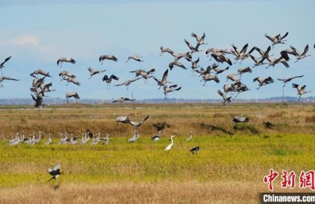 吉林：秋季遷徙大幕拉開 西部濕地珍稀候鳥大聚會