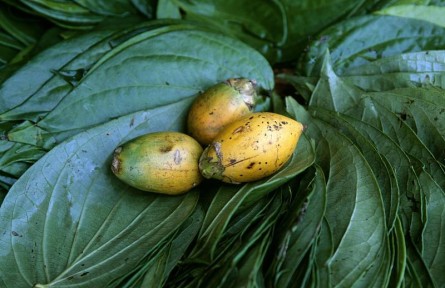 嚼檳榔提神？小心，那可是一類致癌物！