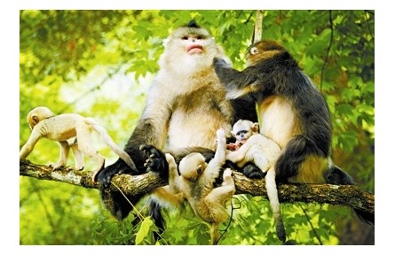 中國非人靈長類的現(xiàn)狀與保護