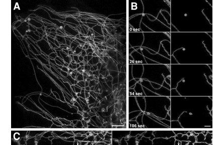 8.創(chuàng)建出可探測細胞內(nèi)結(jié)構(gòu)相互作用的納米和毫秒尺度成像技術(shù)