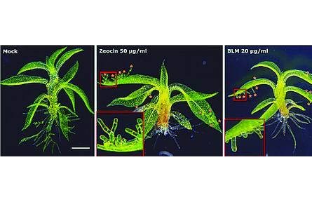 研究表明植物干細胞再生不靠死細胞