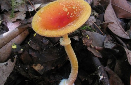 野生蘑菇：別碰！我有毒！