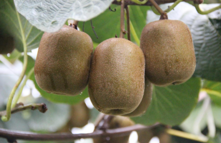 四川馬邊：特色產(chǎn)業(yè)助農(nóng)增收