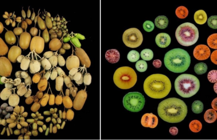 物種故事|獼猴桃：我還有麻辣味的，你吃過(guò)嗎？