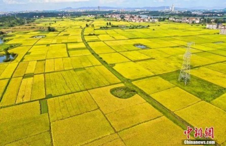 中西方豐收節(jié)有何文化共性？