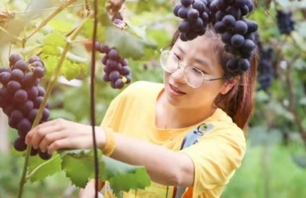 福建省寧德市福安市曉陽鎮(zhèn)種葡萄的女孩——林恩輝