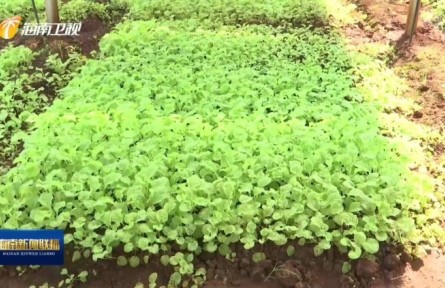 海南：大力推廣“農(nóng)光互補(bǔ)”項(xiàng)目 推動(dòng)種植業(yè)提質(zhì)增效