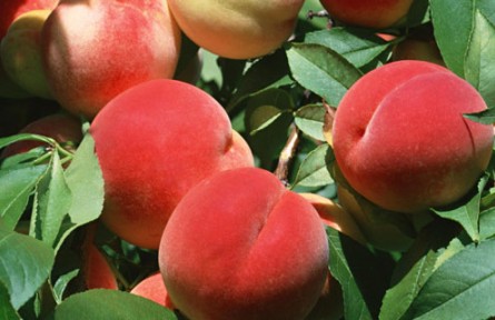 桃樹(shù)品種大全介紹