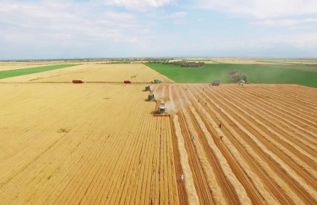 新疆：節(jié)糧減損，他們這樣干