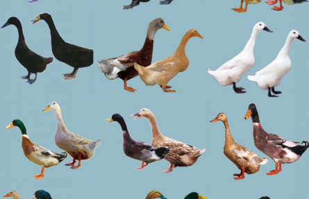 加強肉鴨種業(yè)基礎(chǔ)研究 提升國際競爭力