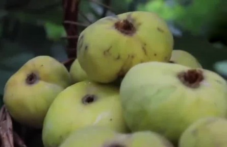 豐收中國·新疆阿圖什：無花果迎豐收 現代物流+冷鏈助力無花果遠銷全國