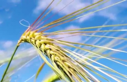 豐收小課堂·青稞：高原的饋贈