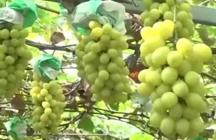 豐收中國·上海：葡萄小鎮(zhèn)迎豐收 現(xiàn)代農業(yè)助力鄉(xiāng)村振興
