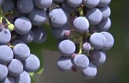 寧夏：科技助力 精準(zhǔn)判斷葡萄成熟度