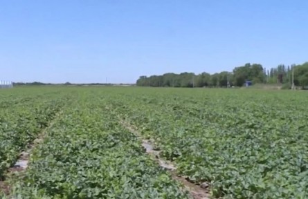 新疆兵團：今年將完成140萬畝高標準農田建設