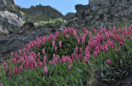 科技名詞 | 生物多樣性經(jīng)濟(jì)價(jià)值