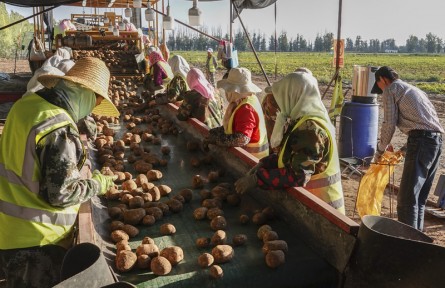 第十屆全國農民攝影大展作品：土豆變“金豆”