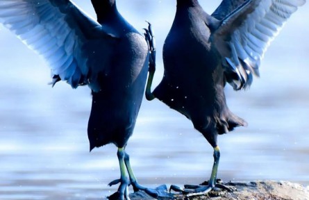 物種故事 | 白骨頂：似雞非雞，似鴨非鴨，我是鳥中的“四不像”