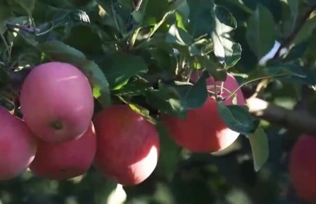 新疆：伊犁河谷6萬畝秋晚熟蘋果喜獲豐收