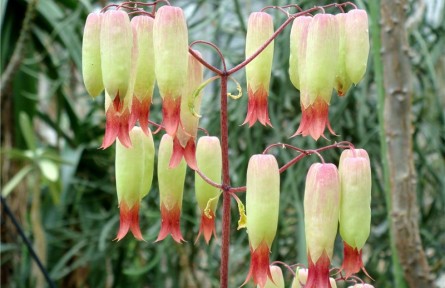 物種故事 | 落地生根：堅韌美麗的“燈籠花”