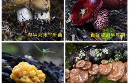 昆明食用菌研究所野生菌種質(zhì)資源調(diào)查 云南省重大科技專(zhuān)項(xiàng)子課題中期評(píng)估