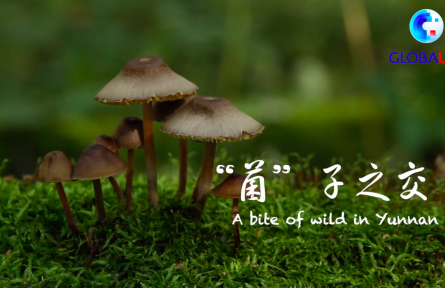 “菌”子之交——尋找生物多樣性的奧秘