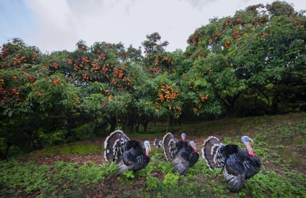 黃國(guó)明：生態(tài)家園幸福果